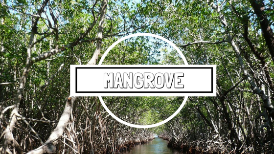 Pemanfaatan ekosistem mangrove bagi minimasi dampak bencana di wilayah pesisir